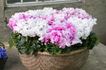 Cyclamen Merengue2.jpeg